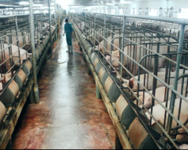 Cty giải trình số thức ăn chăn nuôi quá hạn sự dụng in trên bao bì trong kho